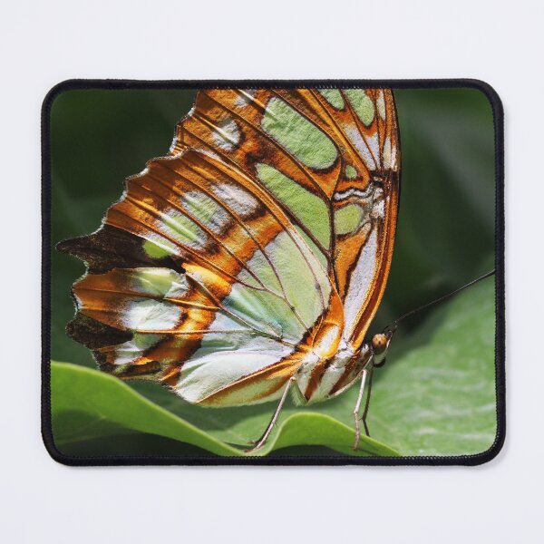 Item preview, Malachite (Siproeta stelenes) - Malachit-Falter designed and sold by holgermader.