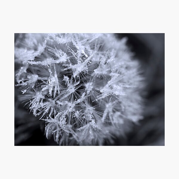 Aperçu de l'œuvre Icy Needles créée et vendue par Jenni77.