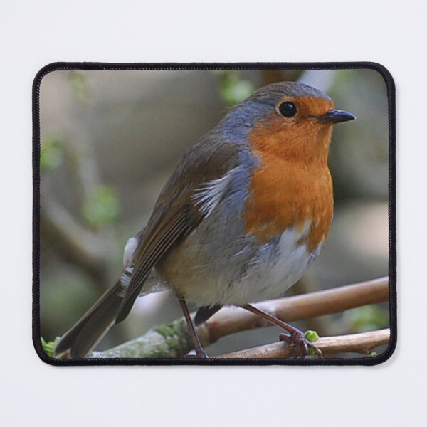 Item preview, Robin Red designed and sold by Declan Carr.