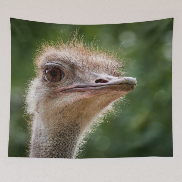 Item preview, Oh those eyes.  Ostrich designed and sold by Jouko Lehto Photography.