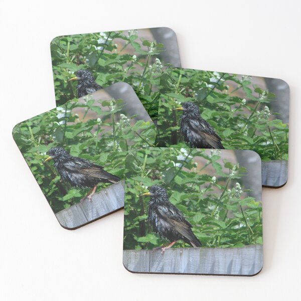 Item preview, So who ruffled your feathers? designed and sold by Sharon Perrett.