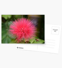 Red Fuzz! Postcards