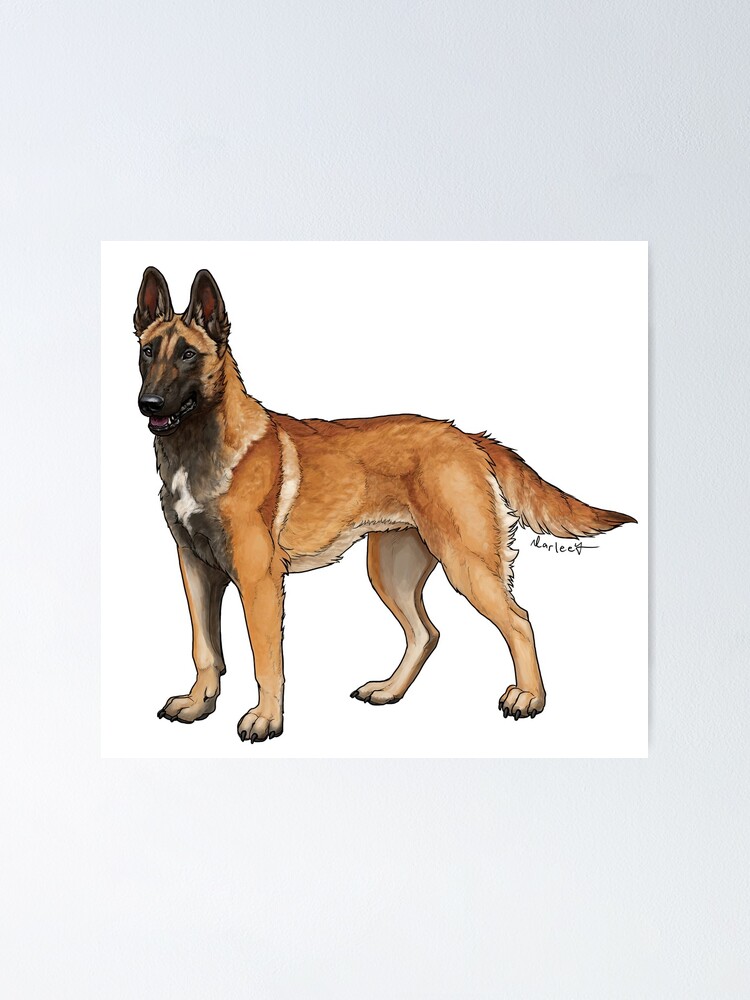 golden malinois