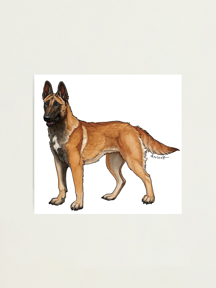 Golden malinois best sale