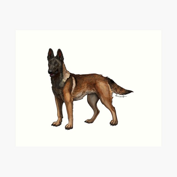 Malinois dark hot sale