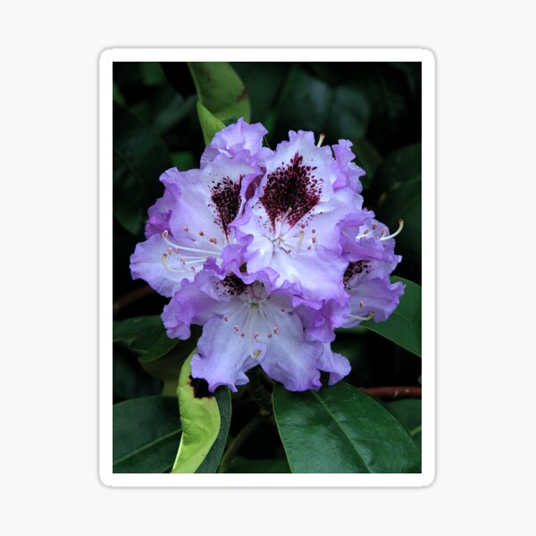 Item preview, Rhododendron 02 designed and sold by Sharon Perrett.