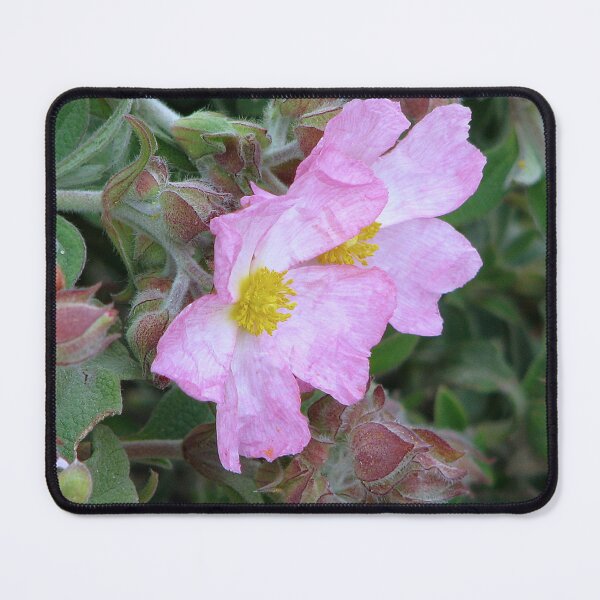 Item preview, Rock Rose - Cistus x argenteus Silver Pink designed and sold by Sharon Perrett.