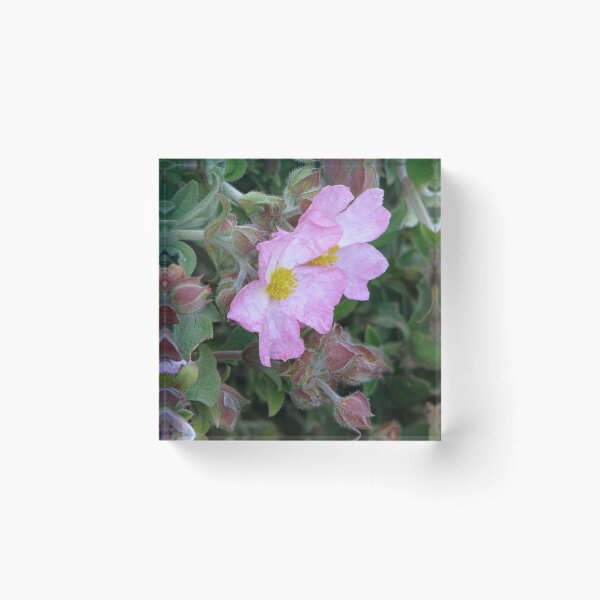 Item preview, Rock Rose - Cistus x argenteus Silver Pink designed and sold by Sharon Perrett.