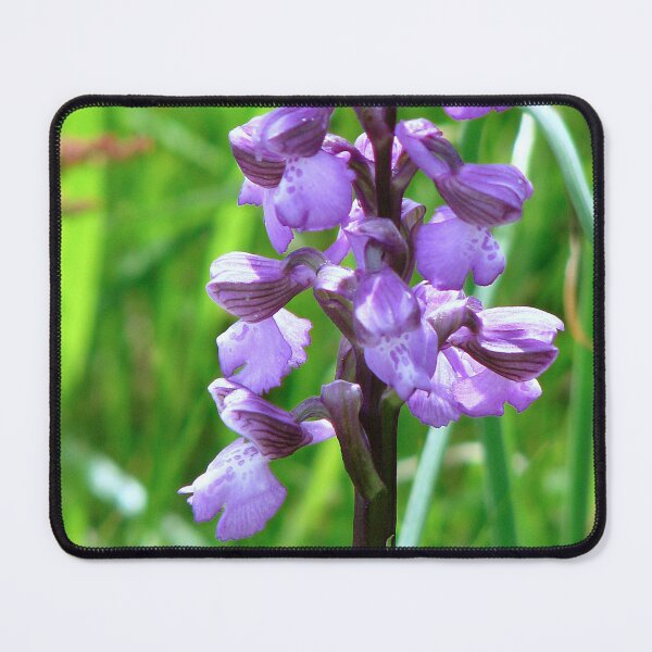 Item preview, Green Winged Orchid designed and sold by Sharon Perrett.