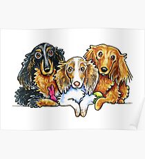 Longhair Dachshund Posters Redbubble