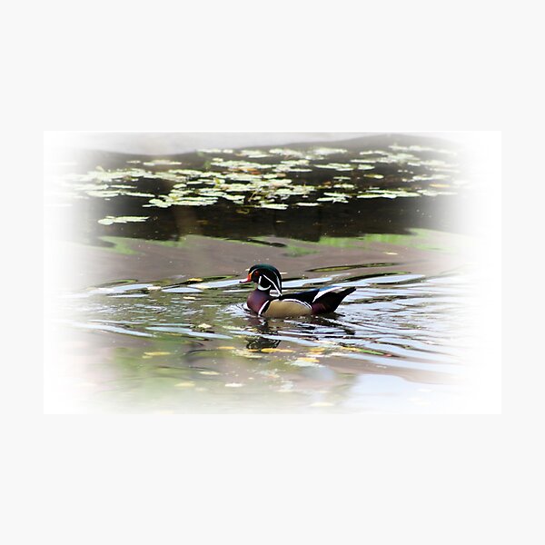 Item preview, Woodduck  designed and sold by mistyrose.