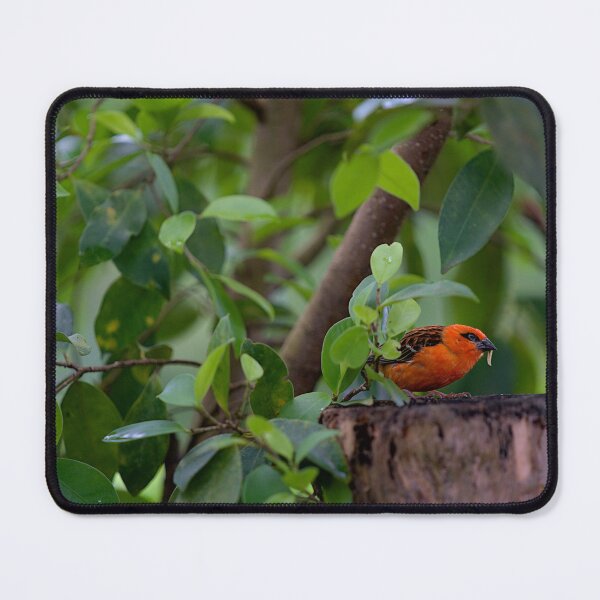 Item preview, Red bird in the forest designed and sold by thompsong03.
