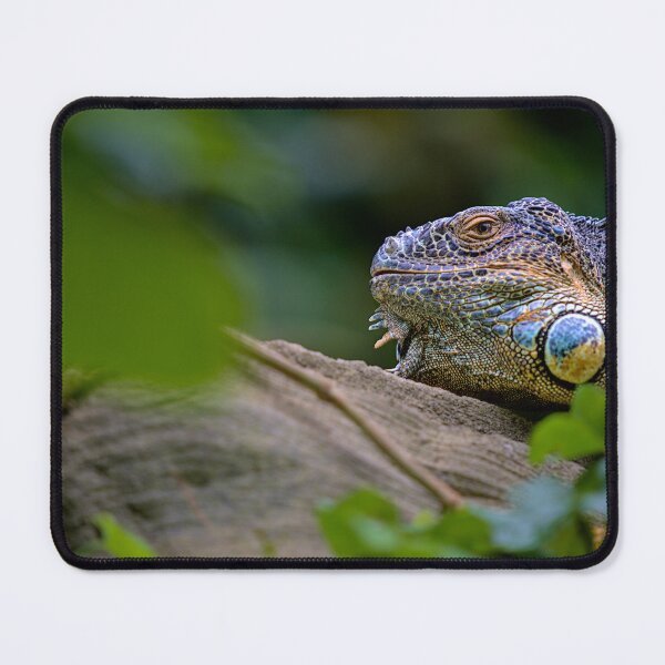 Item preview, iguana in the jungle designed and sold by thompsong03.
