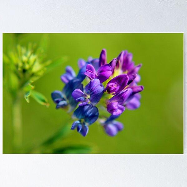 Item preview, Alfalfa designed and sold by Kathleen Daley.