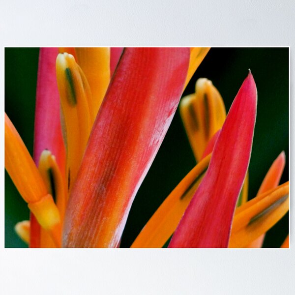 Item preview, Colour designed and sold by PixPlanet.