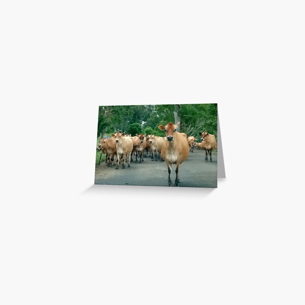 Jerseys Summerland Way Greeting Card