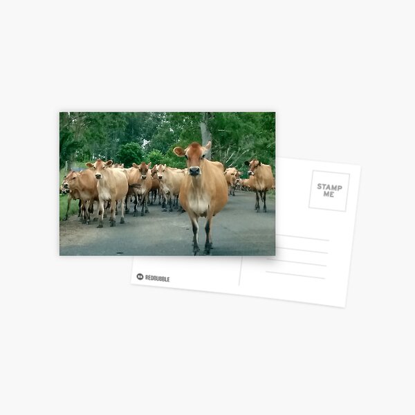 Jerseys Summerland Way Postcard