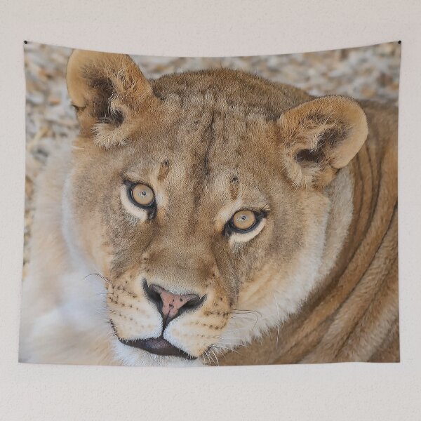 Item preview, Lioness designed and sold by Rocky Mountain Artistry.