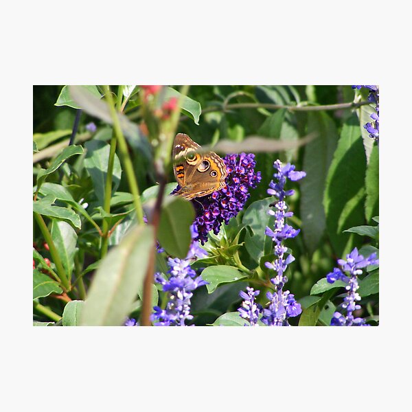 Photographic Print