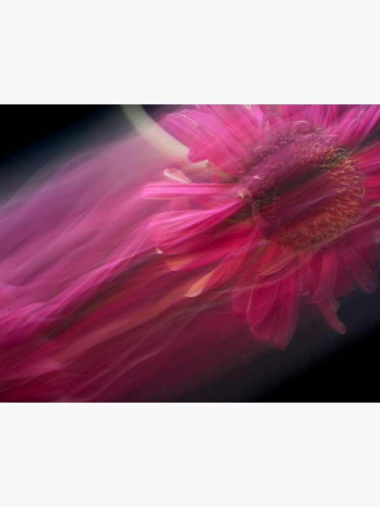 Fleur Blur-Abstract Pink Gerbera Daisy by AhUmDesign