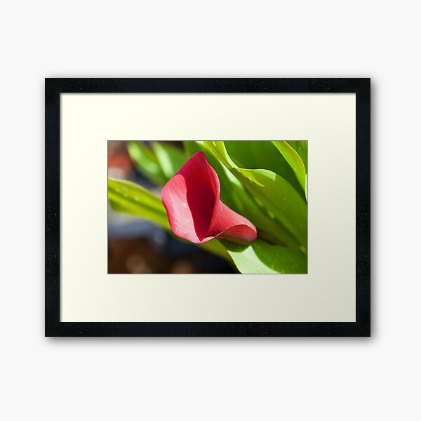 Purple Lily Flower in Bloom Framed Art Print