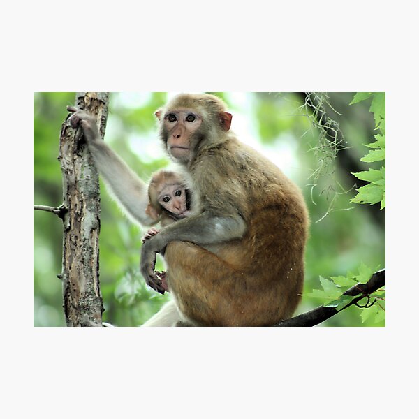 Baby Rhesus Monkey Nursing Photographic Print