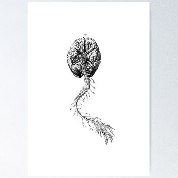 Brain Anatomy Poster