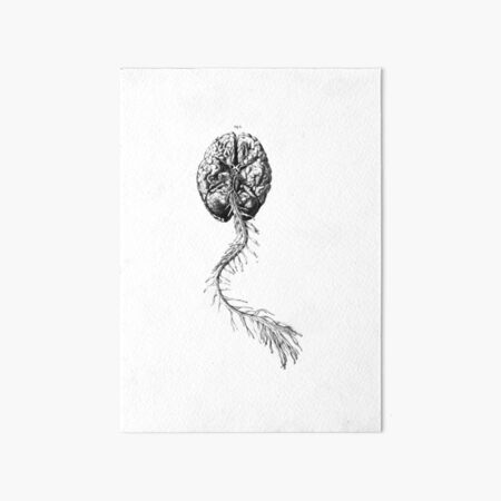 Brain Anatomy Art Board Print