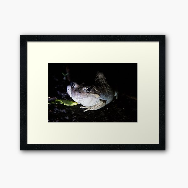 My Prince - Pobblebonk - Magpie Springs - Adelaide Hills - Fleurieu Peninsula - South Australia Framed Art Print