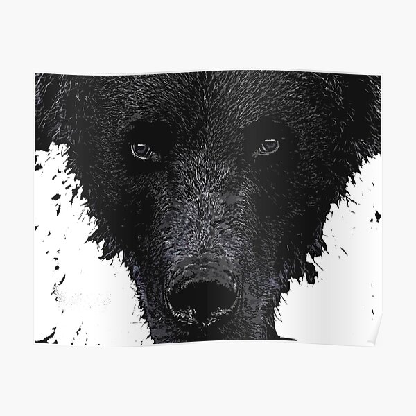 Bear Stare Poster