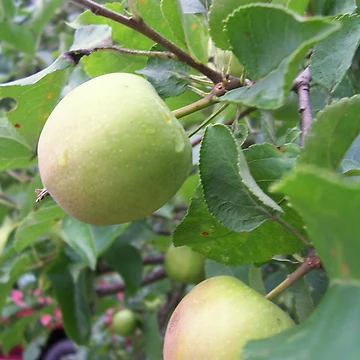 Artwork thumbnail, Apple by Raven Clark