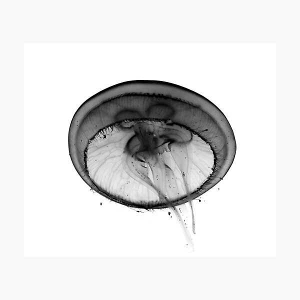 Jellyfish E - black Photographic Print