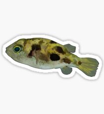 Pea puffer Sticker