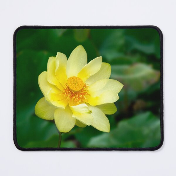 Item preview, Yellow American Lotus Flower designed and sold by Kathy Weaver.