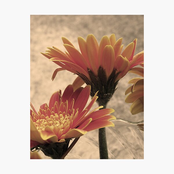 Tangerine Photographic Print
