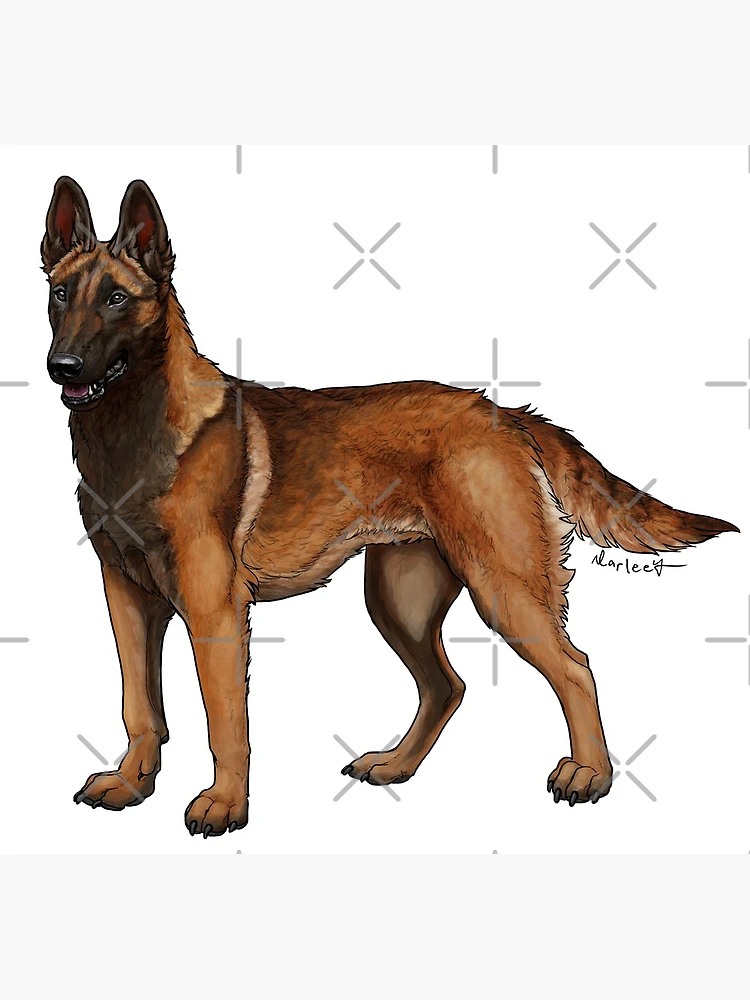 Malinois (Mahogany Sable)
