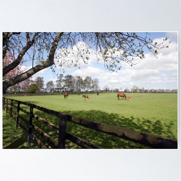 Irish National Stud Poster