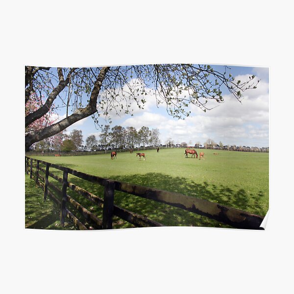 Irish National Stud Poster