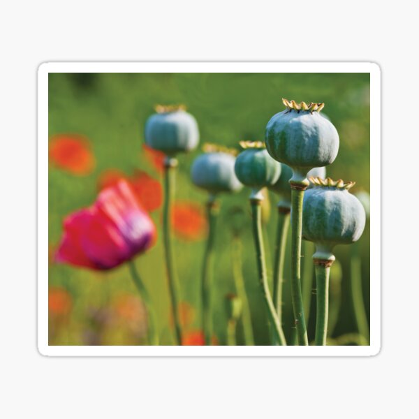 Item preview, Wild Poppy Heads designed and sold by grumpyteds.