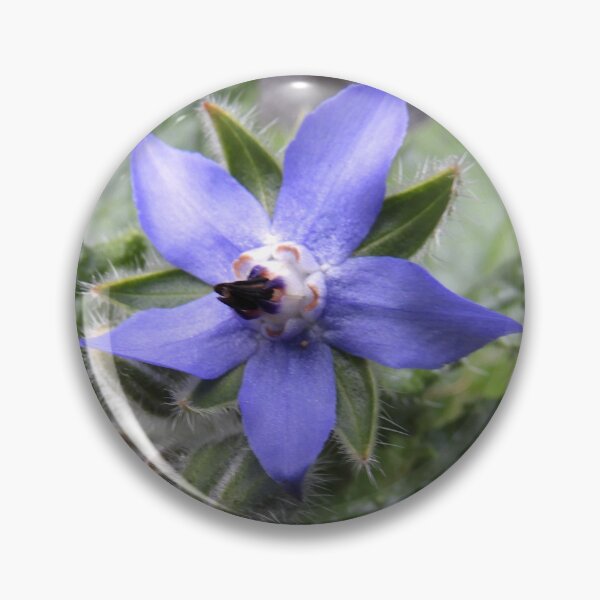 Item preview, Single borage designed and sold by indiafrankk.