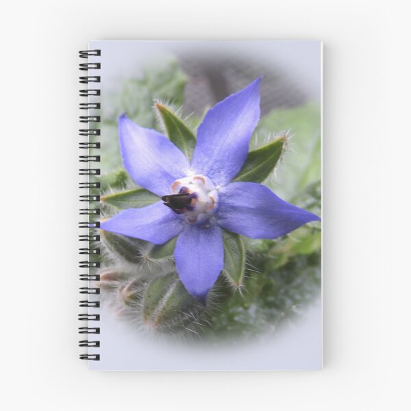 Item preview, Single borage designed and sold by indiafrankk.