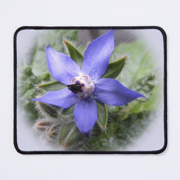 Item preview, Single borage designed and sold by indiafrankk.