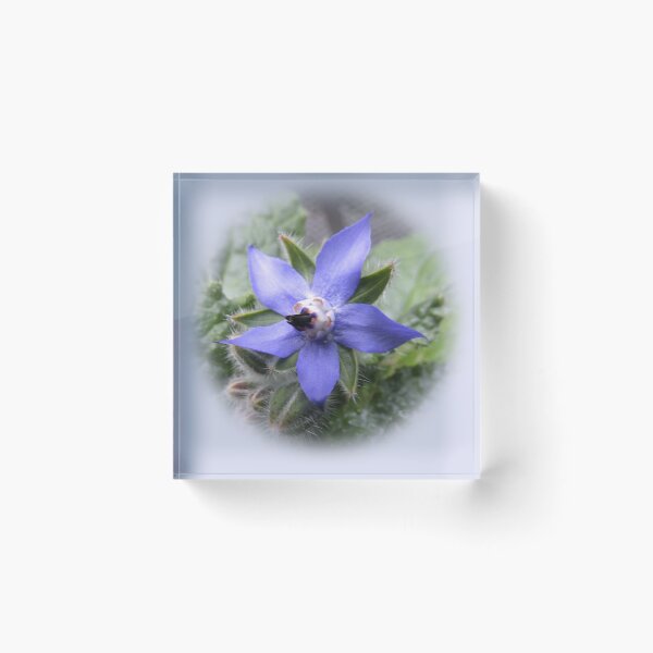 Item preview, Single borage designed and sold by indiafrankk.