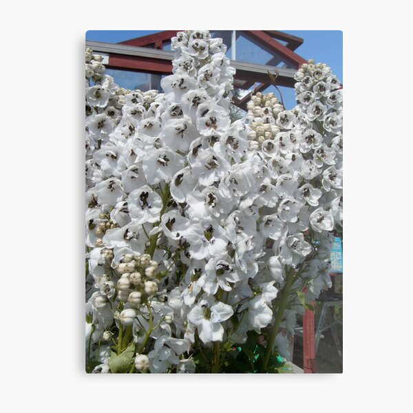 Hollyhocks original Metal Print