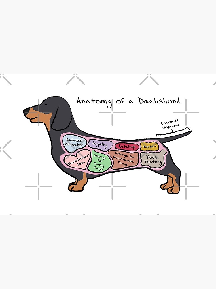 ✲ ¿Cómo debe ser un Dachshund? » Conoce su anatomía