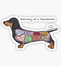 Anatomy of a Dachshund Sticker