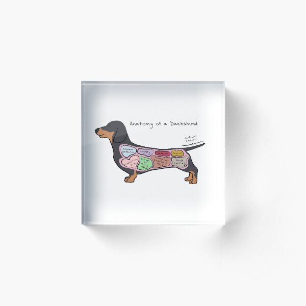 Anatomy of a Dachshund Acrylic Block