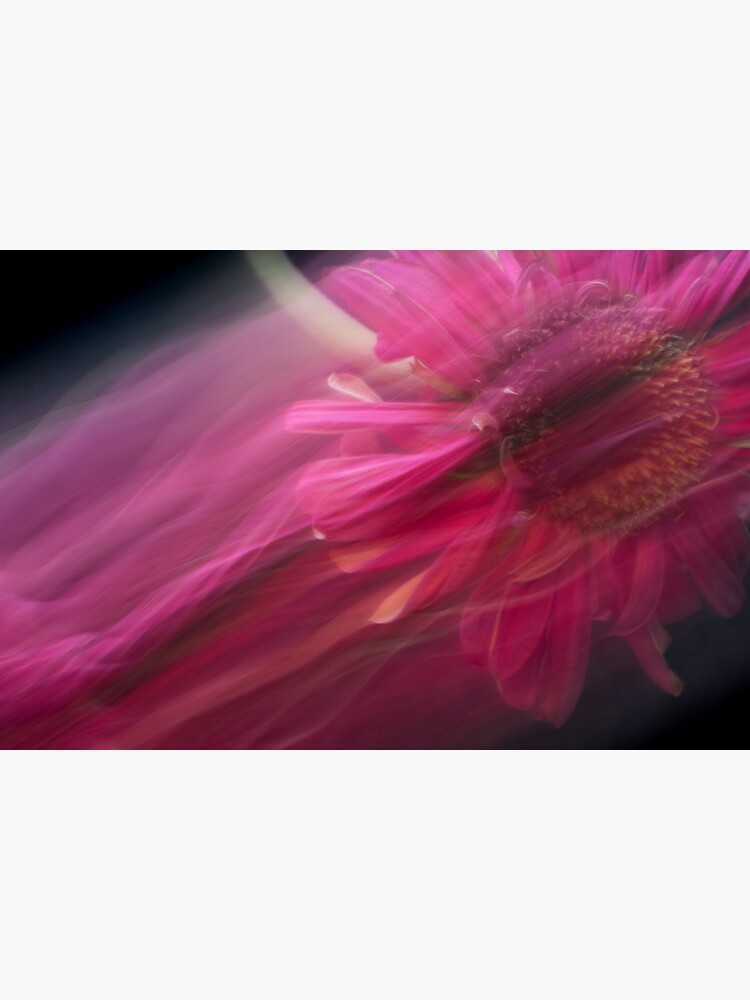 Fleur Blur-Abstract Pink Gerbera Daisy by AhUmDesign