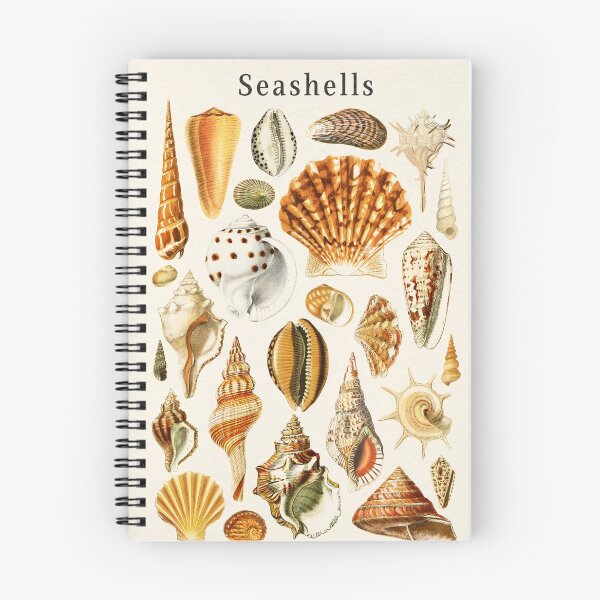 Item preview, Types of Seashells designed and sold by KrisMakeGill.