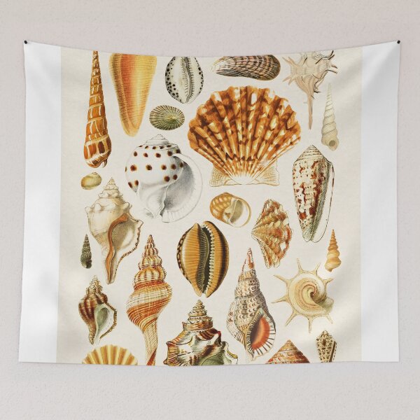 Item preview, Types of Seashells designed and sold by KrisMakeGill.